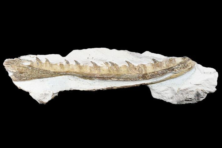 Fossil Mosasaur (Tethysaurus) Jaw Section - Asfla, Morocco #180852